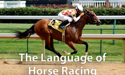 Horse racing vocabulary - Horse Racing Terminology 10 the language of horse racing