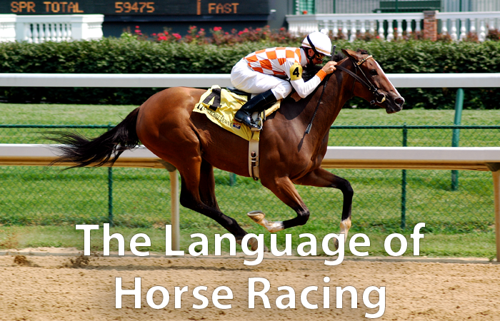 Horse racing vocabulary