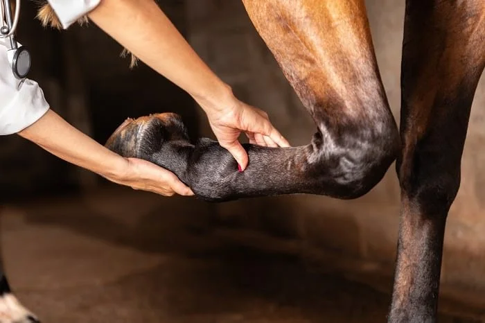 How To Treat Bowed Tendons 7 Bowed Tendons
