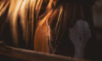 bet on Grand National 2024