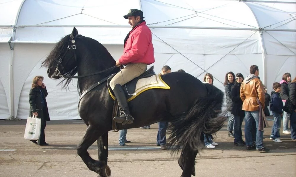 Horse Movies of All Time