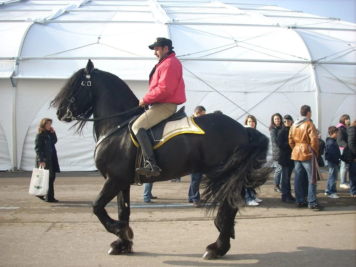Horse Movies of All Time