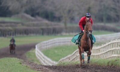 How to Train Racehorse A Comprehensive Guide 14 How to train your racehorse