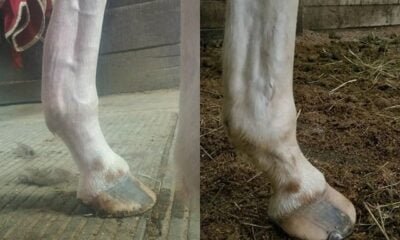 How To Treat Bowed Tendons 18 bowed tendon