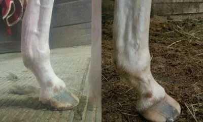 bowed tendon