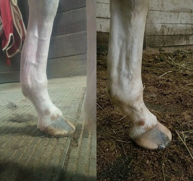 how-to-treat-bowed-tendons-grand-national-horse-betting