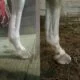 bowed tendon