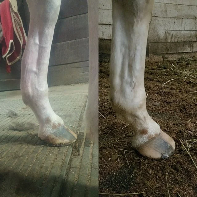 How To Treat Bowed Tendons 6 bowed tendon